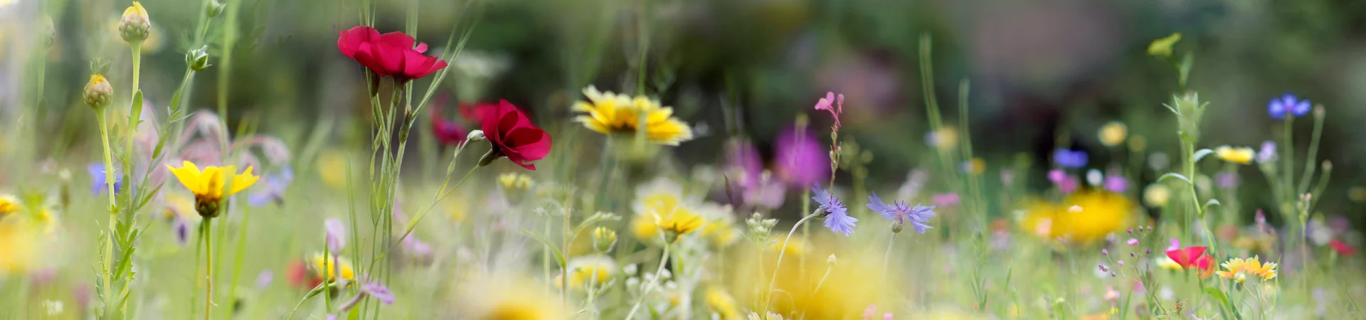 A soft-focus image showcasing a colorful field of wildflowers, creating a serene and picturesque natural scene.